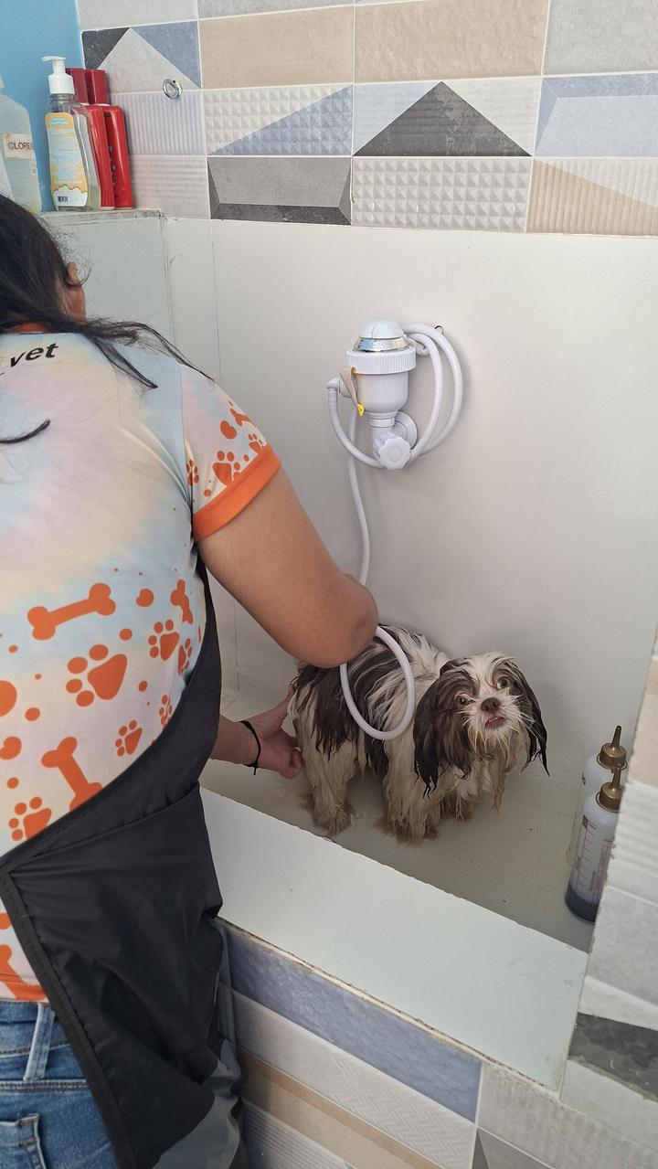 Banho de um cão shih-tzu na Hope Pet Shop