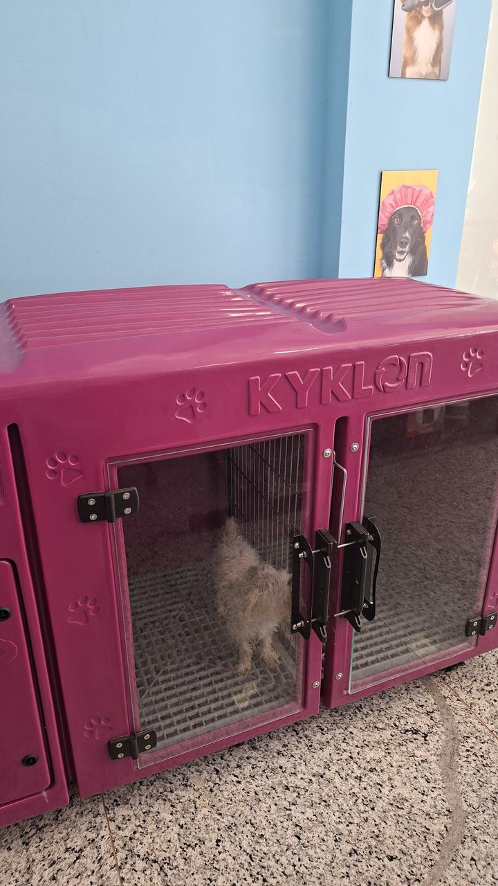 Cão na cabine de secagem